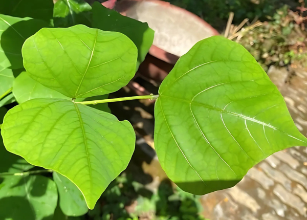 Lá vông nem có giúp bạn ngủ ngon hơn không?