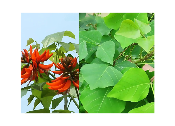 Lá vông nem có giúp bạn ngủ ngon hơn không?