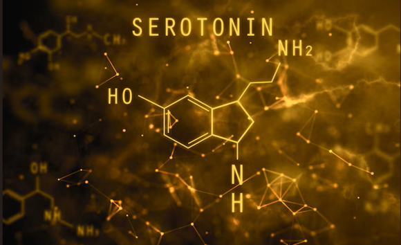 Hormone serotonin là gì? Vai trò của nó đối với cơ thể