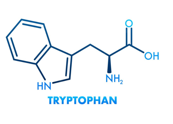 Tryptophan là acid amin thiết yếu mà cơ thể không tự tổng hợp được